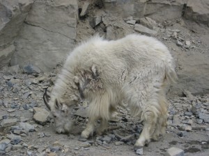 A Mountain Goat by the road