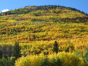 Fall colors in the Rocky Mountains